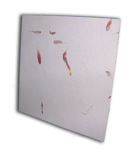 Aster Pink Card blanks with matching envelopes Dry Flowers 1511